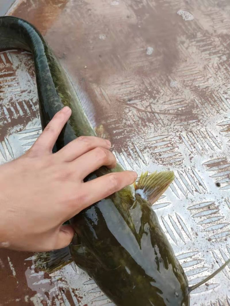 【鲶鱼苗】大囗鲶鱼苗抗病毒生长快云贵川送货上门