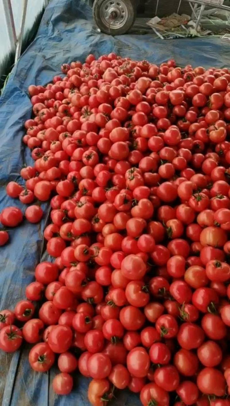山东临沂费县硬粉西红柿大量供应，欢迎前来采购诚信第一！