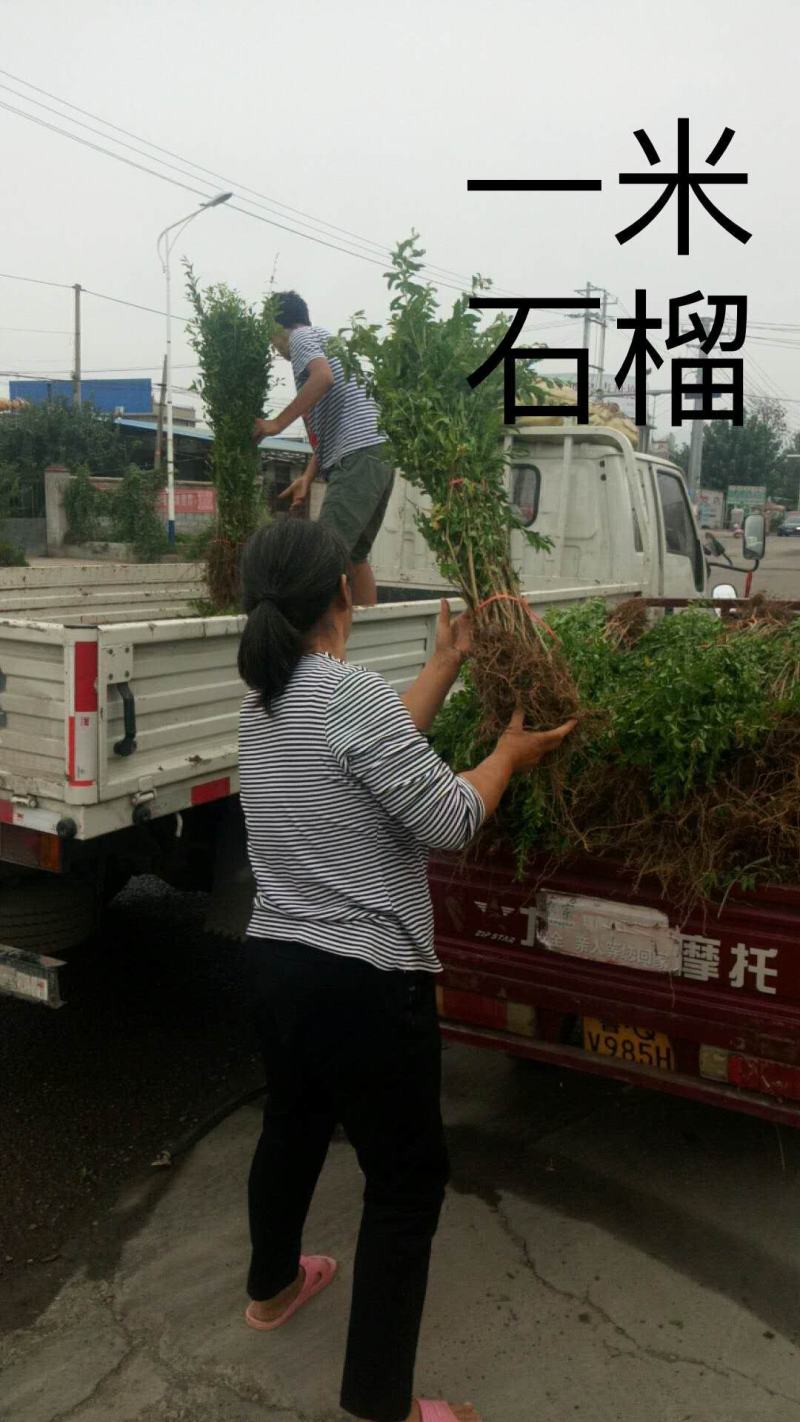 石榴树，丛生石榴，高档小区及工程绿化苗木高端品种