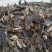 【基地特价】玄参无硫过筛烘干片,基地直销,量小清仓特价