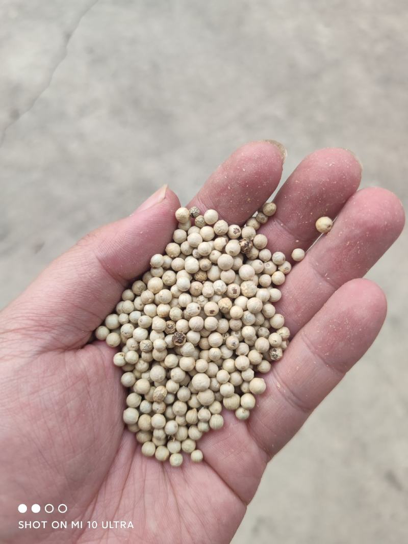 越南白胡椒自有加工厂没有中间商赚差价保质保量零售批发