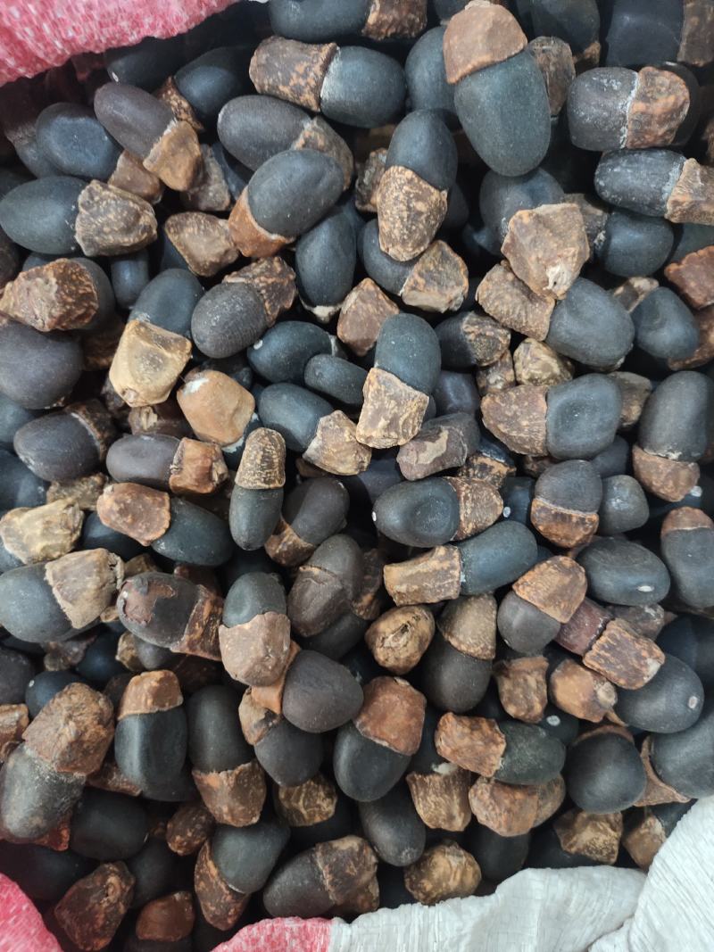 野生马牙果缅茄菩提子阴阳子，可全国发货
