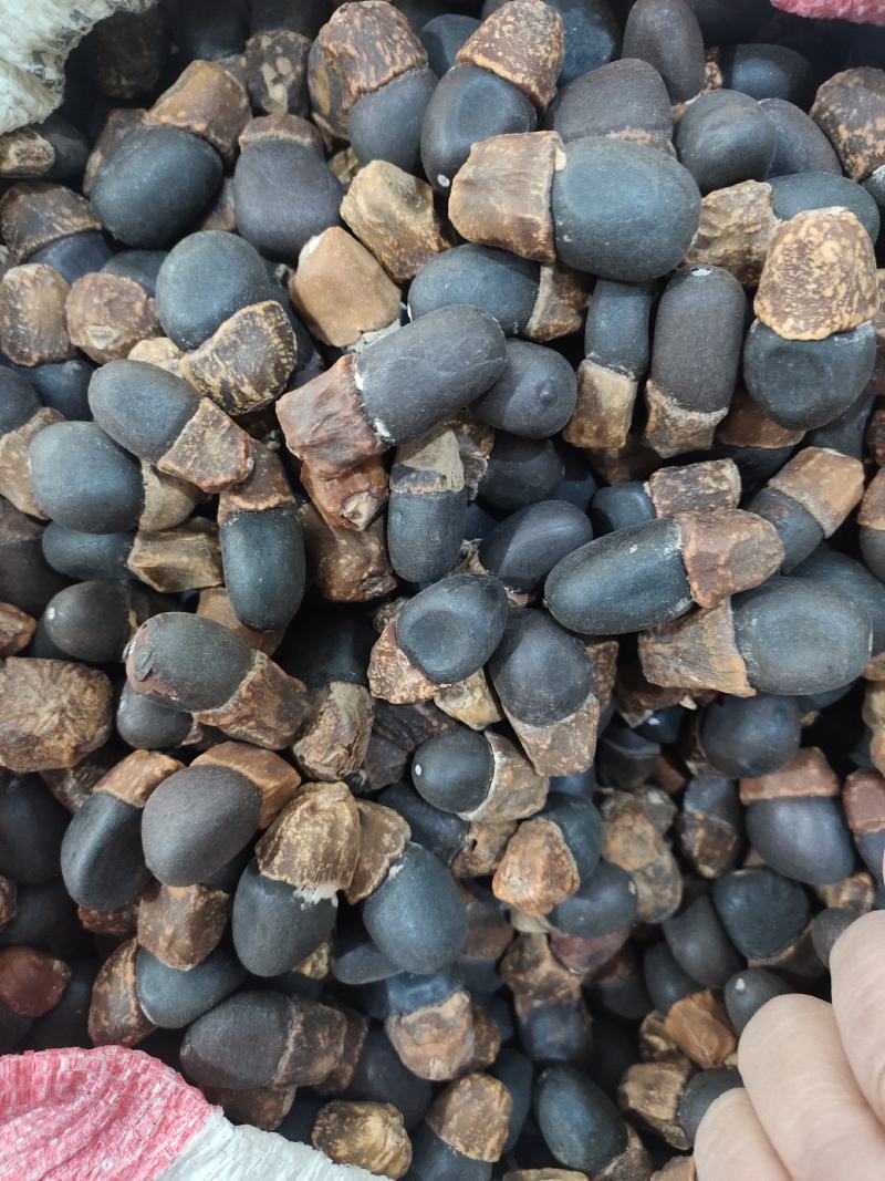 野生马牙果缅茄菩提子阴阳子，可全国发货