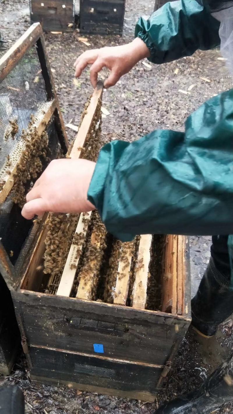 蜂王浆蜂农自产自销包邮一件代发，品质保证，假一赔十