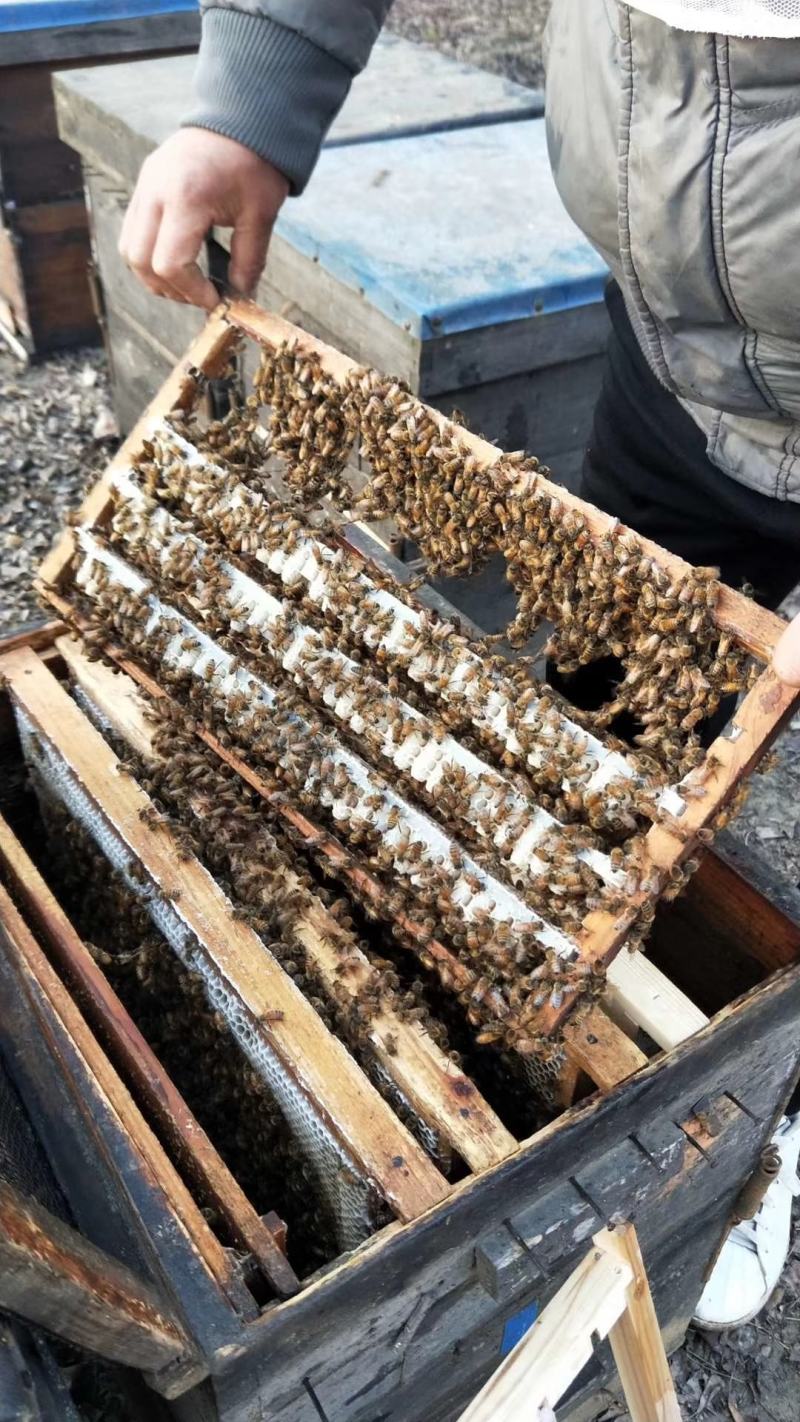 蜂王浆蜂农自产自销包邮一件代发，品质保证，假一赔十