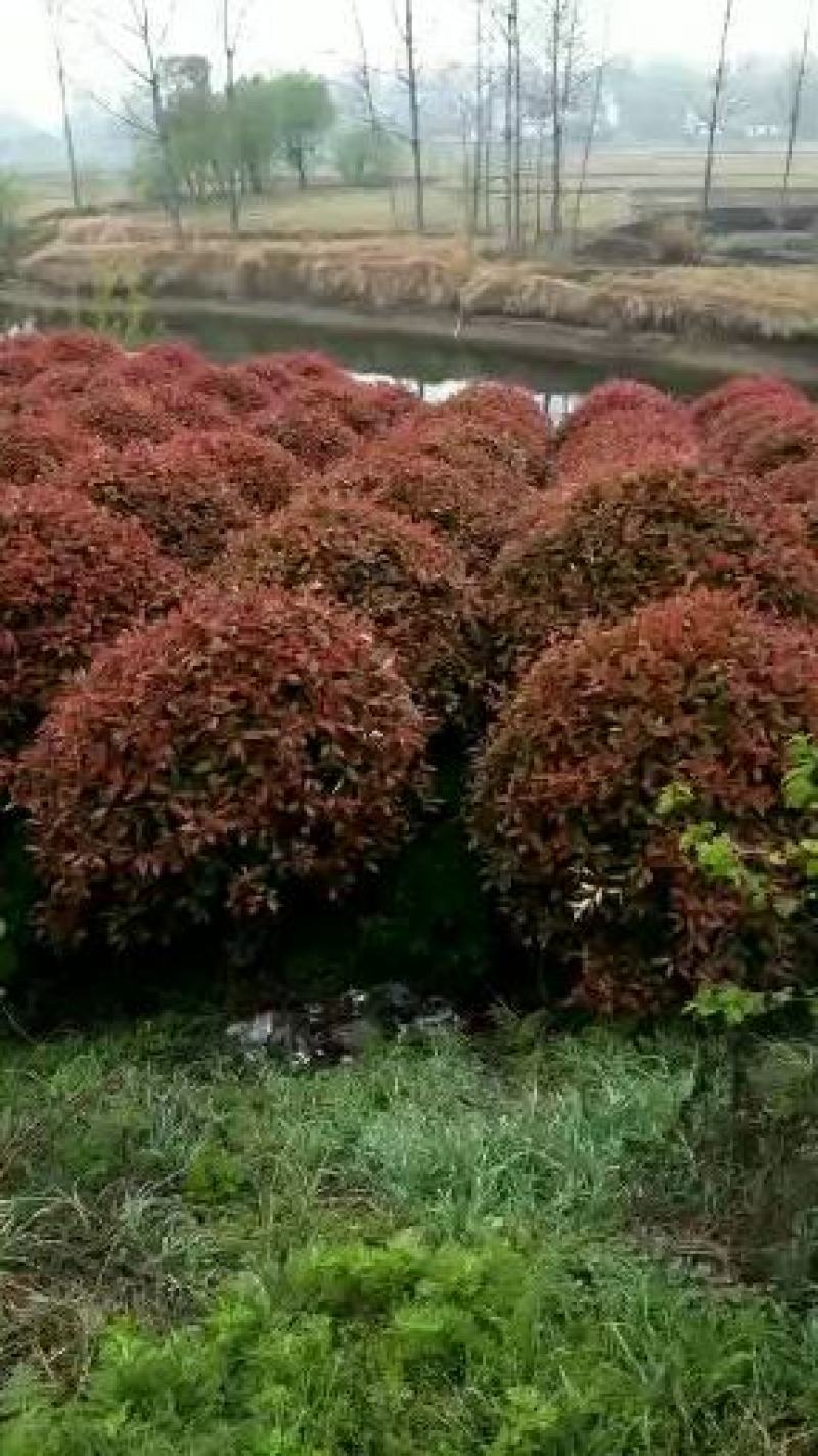 红叶石楠大小规格齐全，河南红叶石球苗木批发。