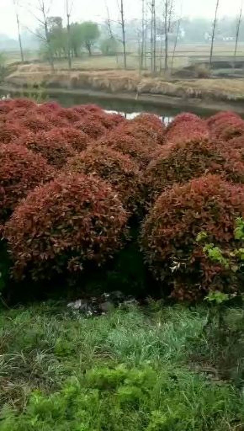 红叶石楠大小规格齐全，河南红叶石球苗木批发。