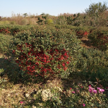 精品苗木火棘球，河南火棘球基地直销批发各种规格火棘球