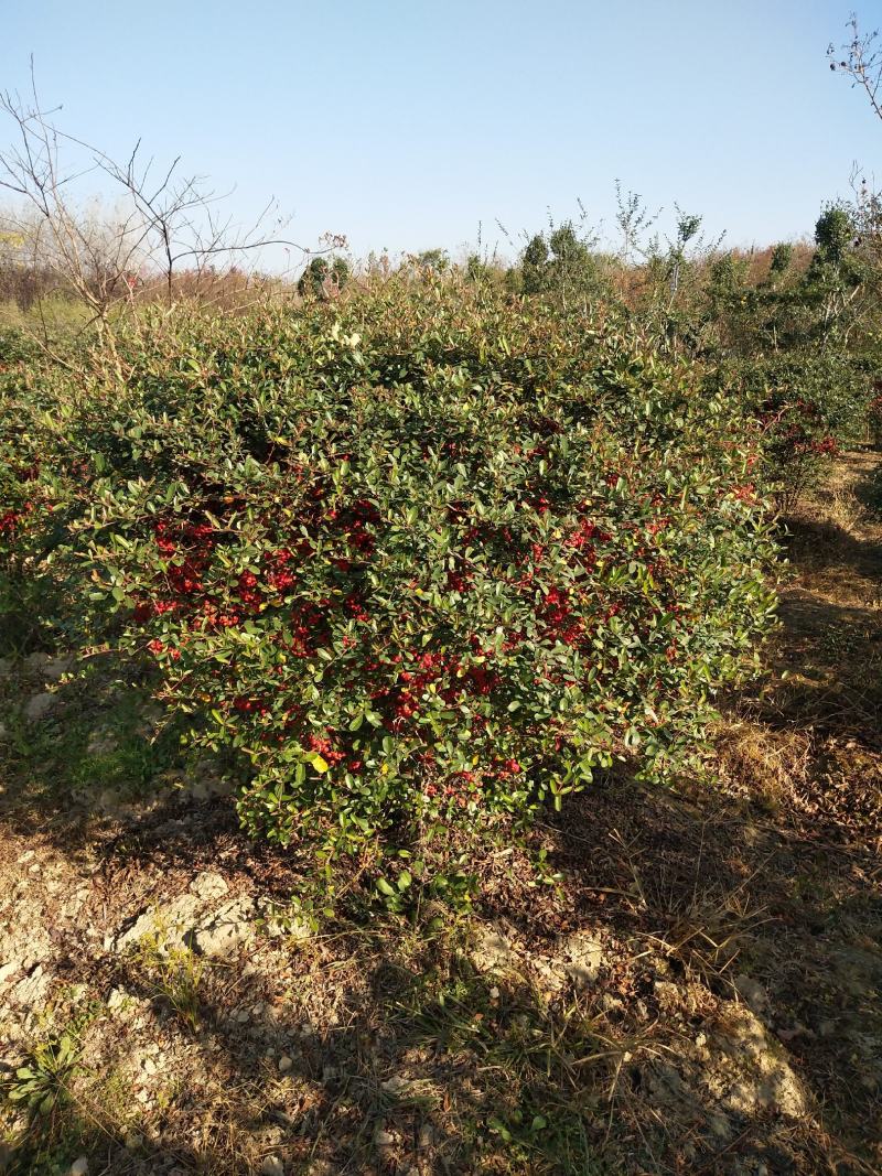 精品苗木火棘球，河南火棘球基地直销批发各种规格火棘球