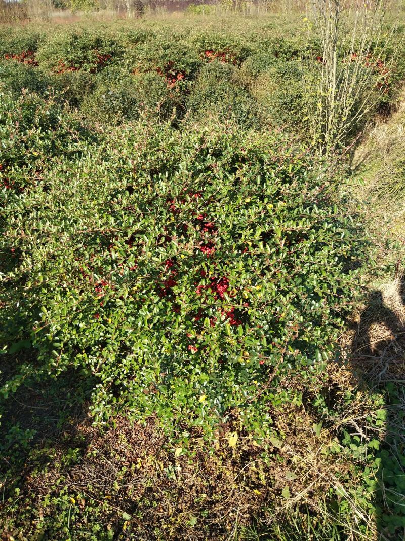 精品苗木火棘球，河南火棘球基地直销批发各种规格火棘球