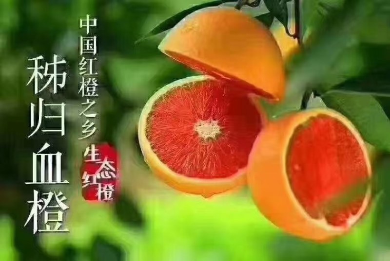 秭归精中华红血橙，大量供应，果面光滑，汁多无渣。65起步