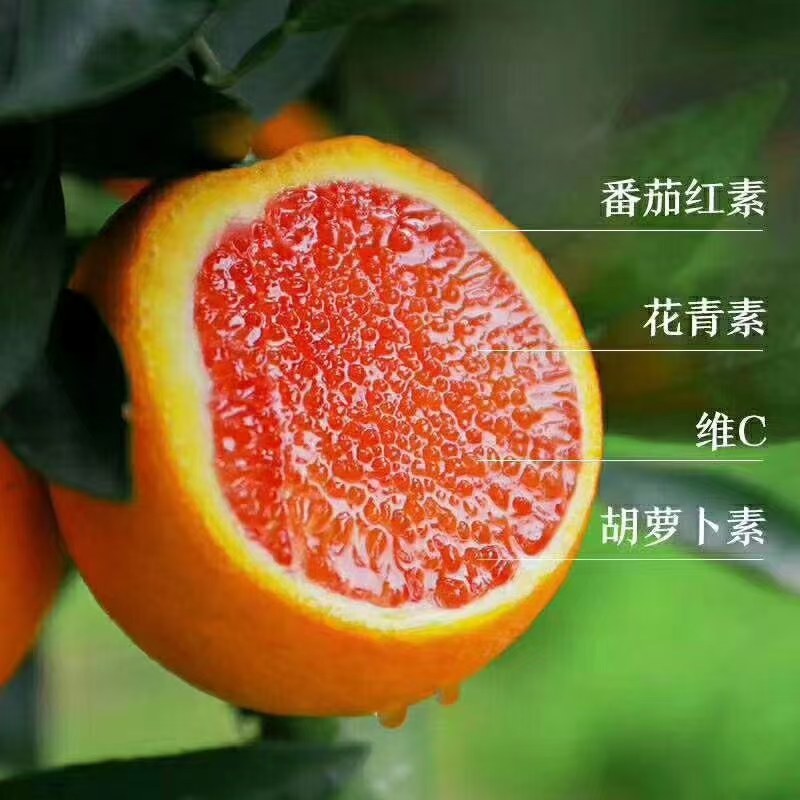 秭归精中华红血橙，大量供应，果面光滑，汁多无渣。65起步