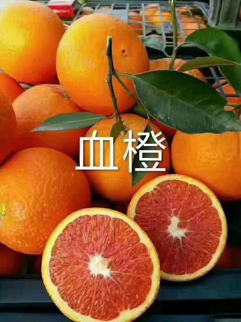 秭归精中华红血橙，大量供应，果面光滑，汁多无渣。65起步