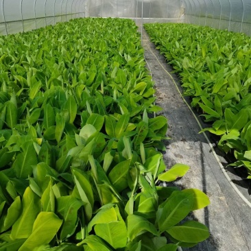 香蕉苗、西贡粉蕉苗、红香蕉苗、金粉一号蕉苗、农科院制种