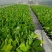 香蕉苗、西贡粉蕉苗、红香蕉苗、金粉一号蕉苗、农科院制种