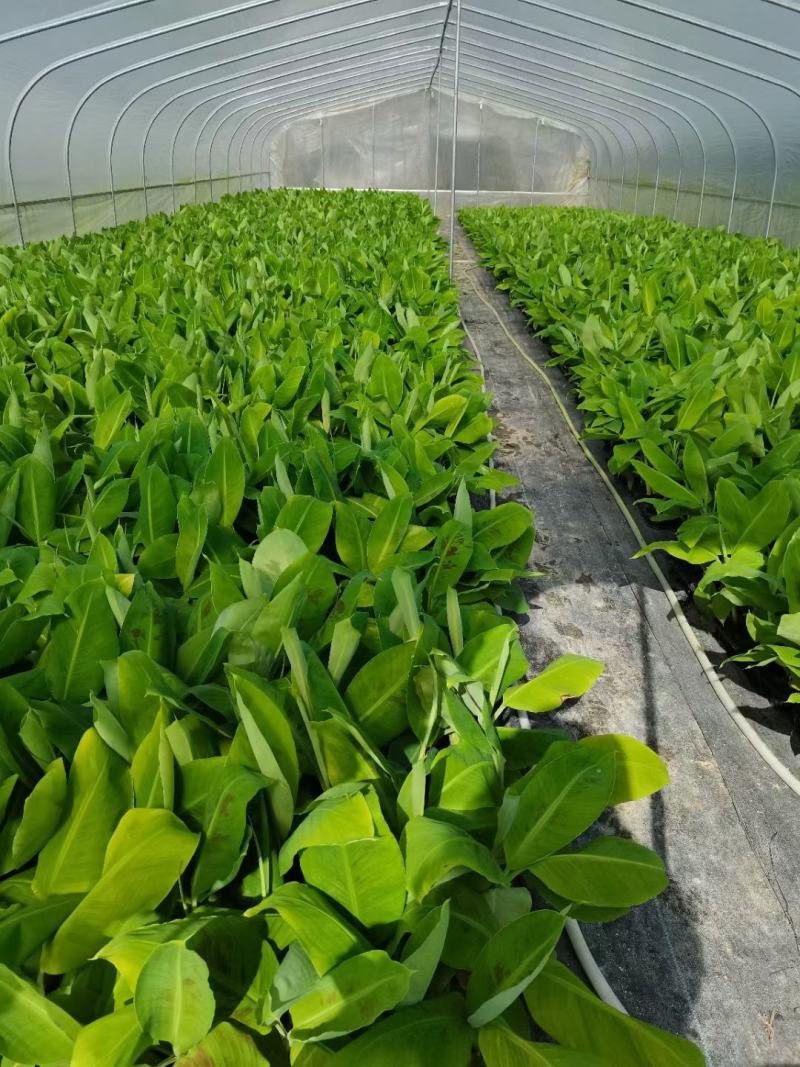 香蕉苗、西贡粉蕉苗、红香蕉苗、金粉一号蕉苗、农科院制种