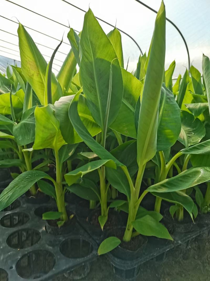 香蕉苗、西贡粉蕉苗、红香蕉苗、金粉一号蕉苗、农科院制种