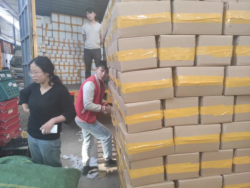 石林人参果长果一件代发新鲜现摘人参果圆果