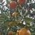 红桔种子红橘种子嫁接柑橘，橘子用的砧木