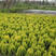 洒金柏，又名黄头柏，色块常规用苗，适合高档小区及道路绿篱
