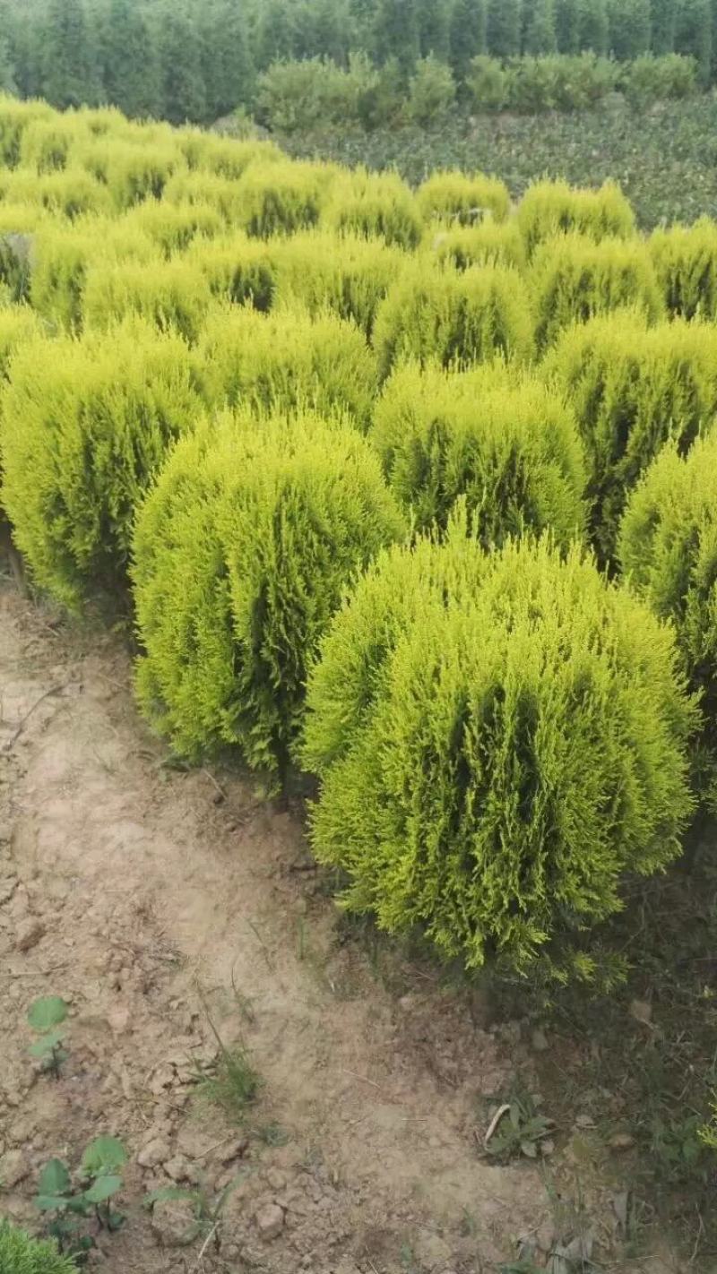 洒金柏，又名黄头柏，色块常规用苗，适合高档小区及道路绿篱