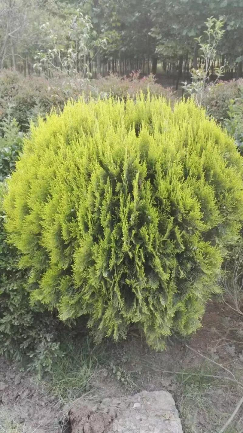 洒金柏，又名黄头柏，色块常规用苗，适合高档小区及道路绿篱