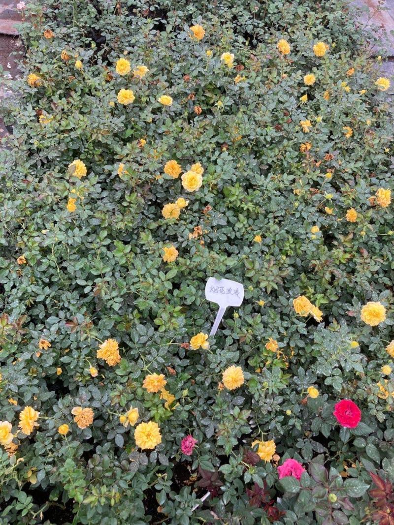 地被微型月季，适合家庭及景观摆设等用途，自己家培育的产品