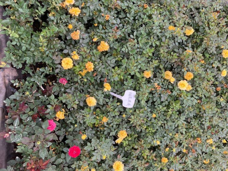 地被微型月季，适合家庭及景观摆设等用途，自己家培育的产品
