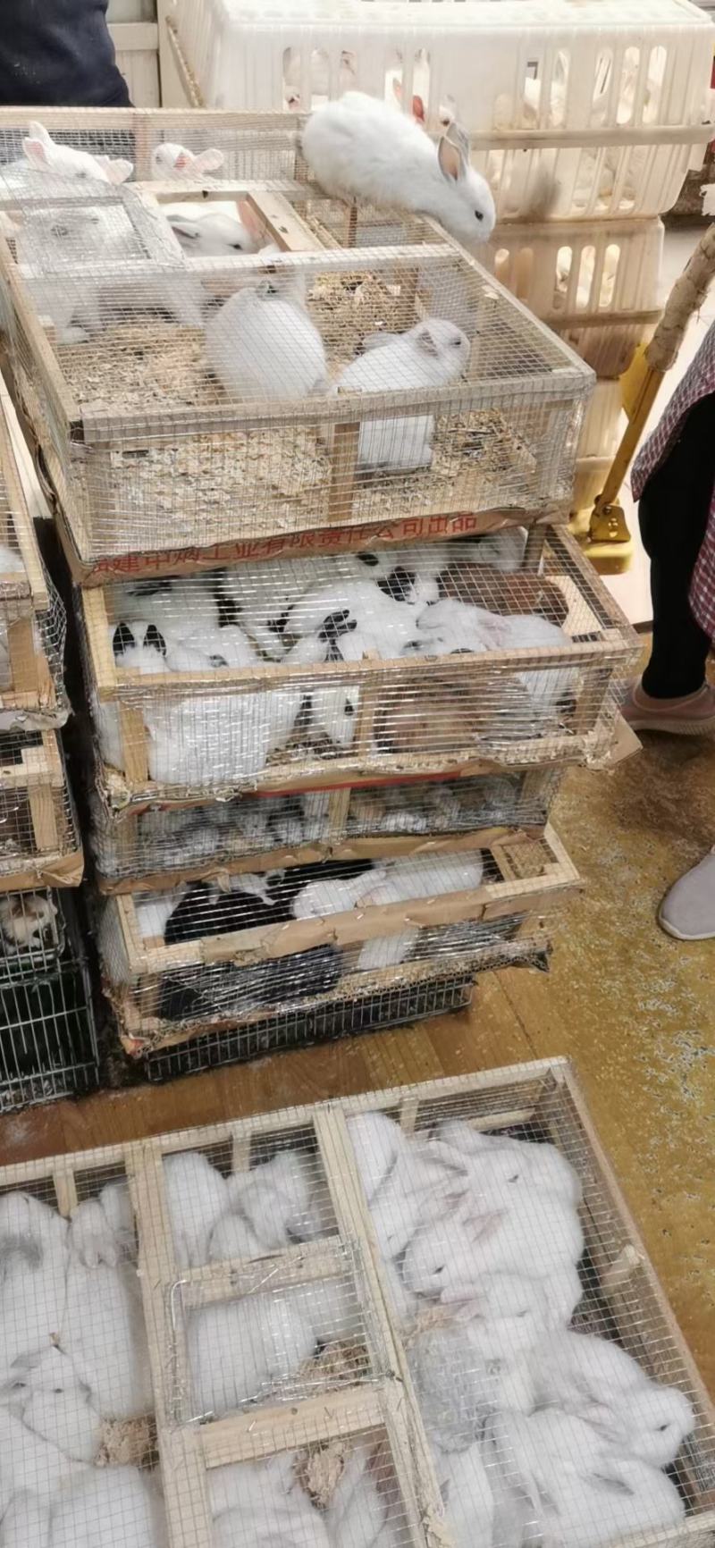白兔，花兔，一个月左右的小兔，宠物兔，量大从优，需要联系