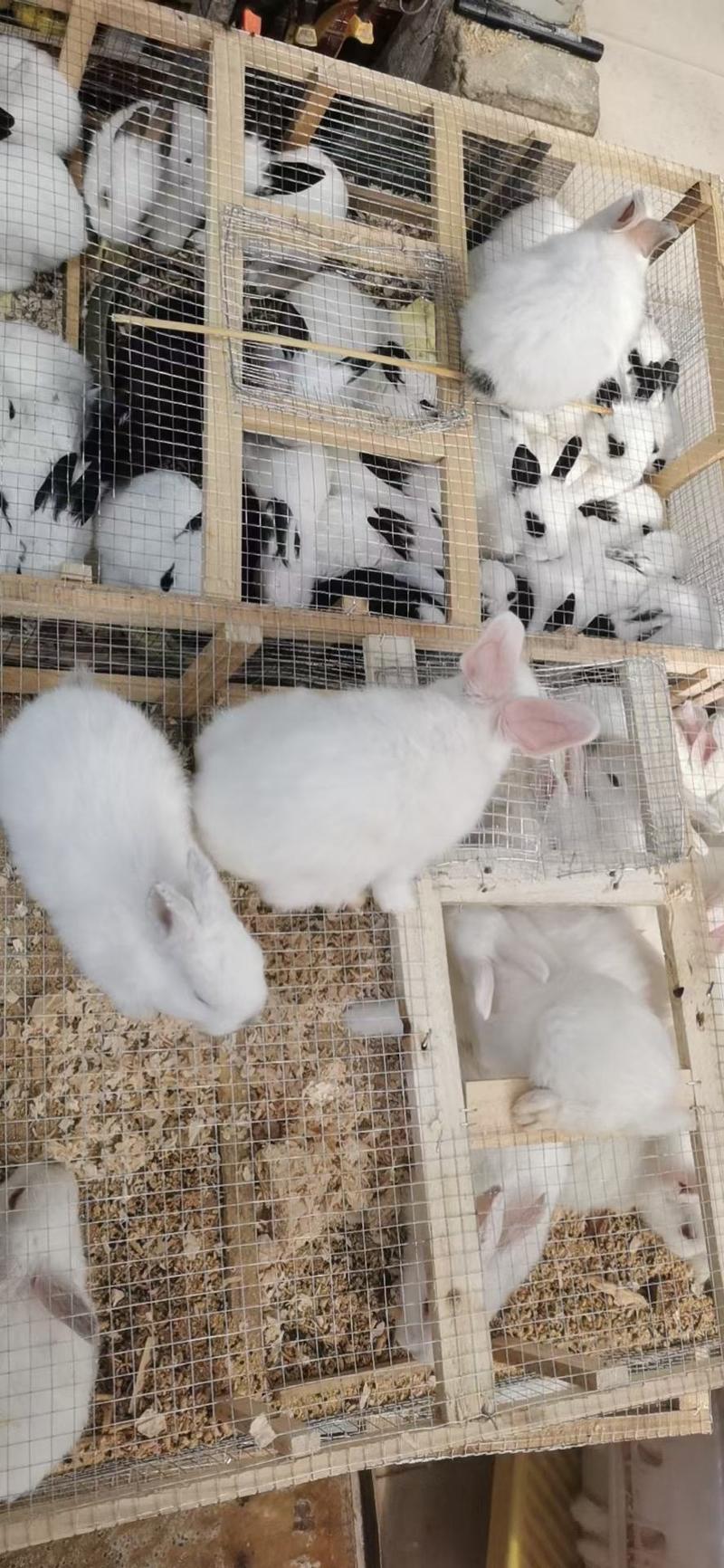 白兔，花兔，一个月左右的小兔，宠物兔，量大从优，需要联系