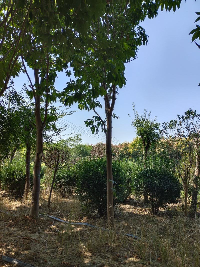 大量现货供应七叶树，大小规格齐全，一手货源，可供客户优选