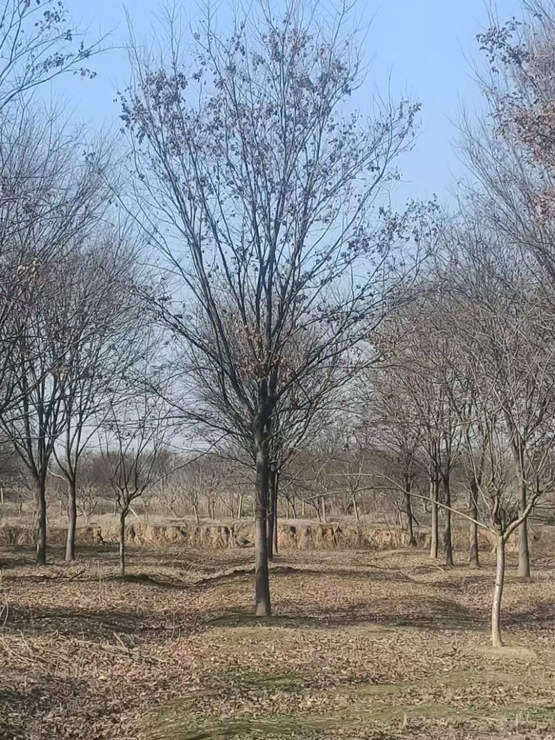 榉树，红榉，10公分榉树，15公分榉树，12公分榉树