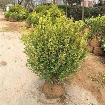 各种规格大小叶黄杨，基地直供，自家苗圃，农户家直销