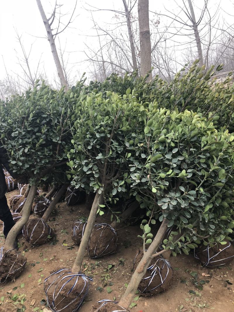 各种规格大小叶黄杨，基地直供，自家苗圃，农户家直销