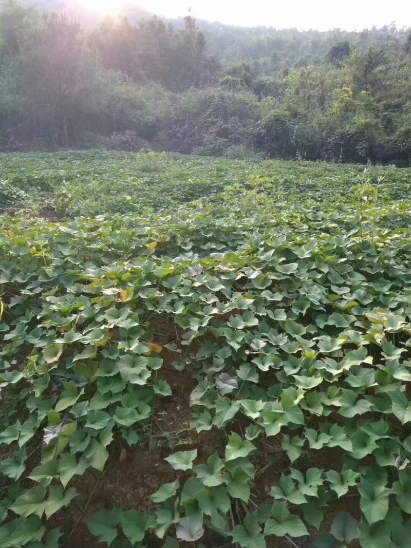 乳源大布农家自晒番薯干