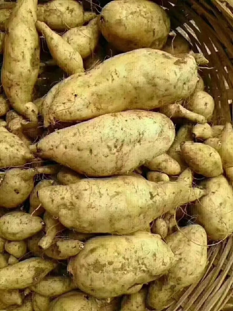 乳源大布农家自晒番薯干
