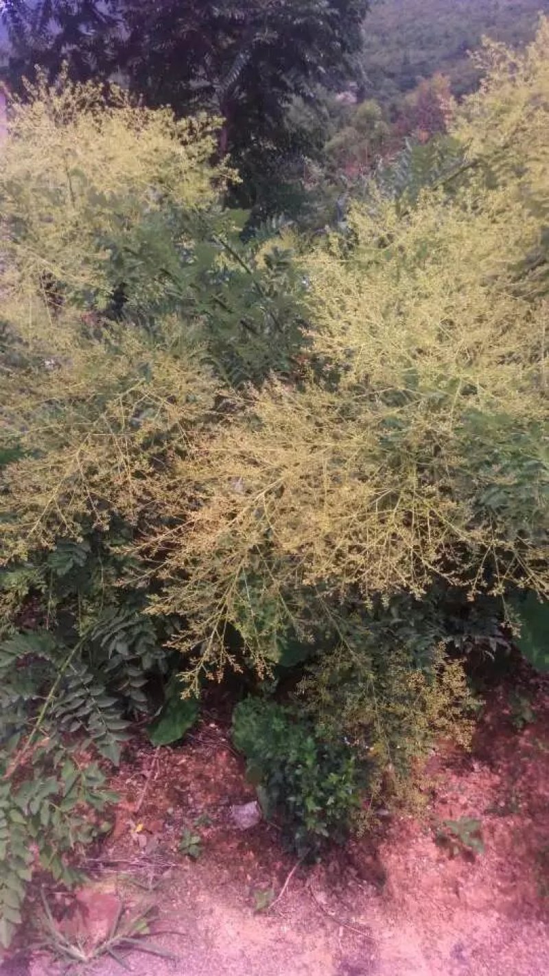 广西金槐苗，五月脆李苗，柑橘苗，奈李苗培育基地