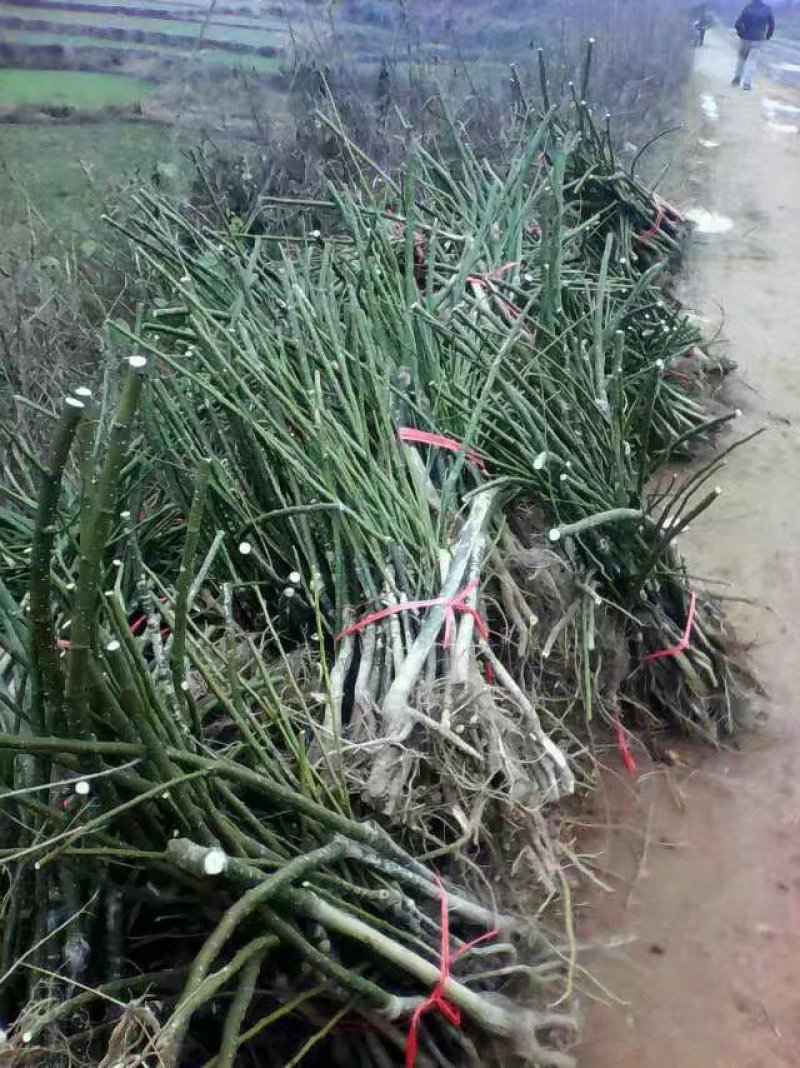 广西金槐苗，五月脆李苗，柑橘苗，奈李苗培育基地