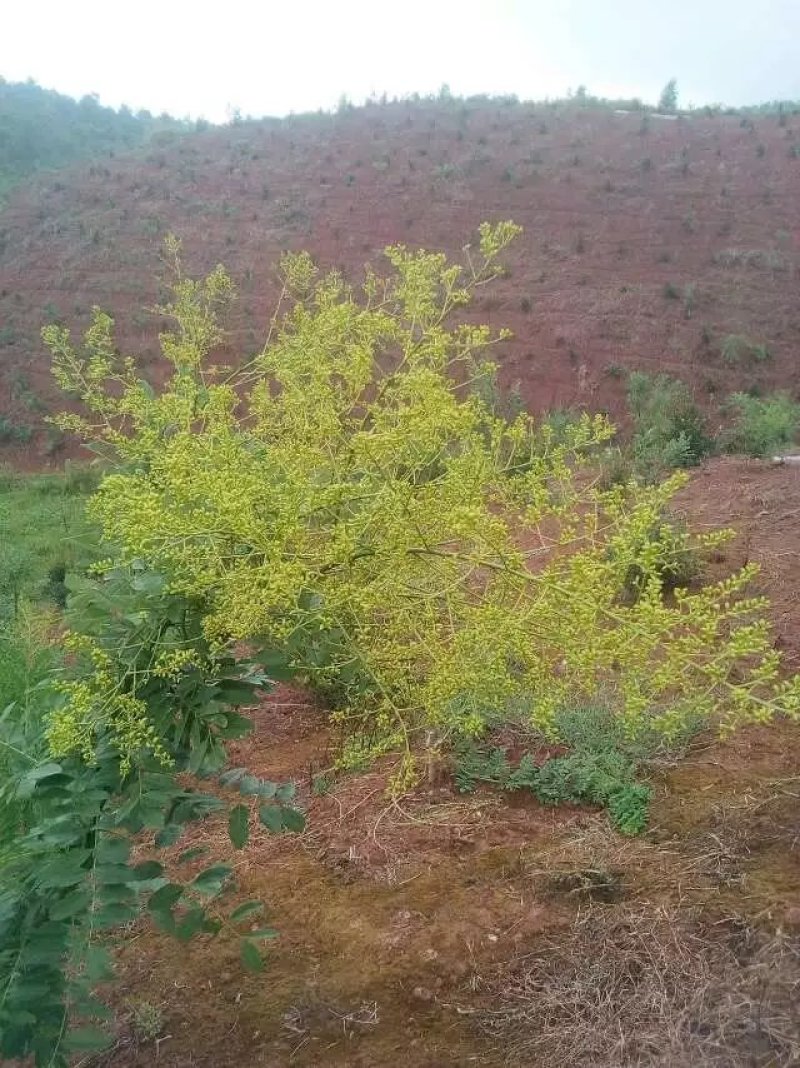 广西金槐苗，五月脆李苗，柑橘苗，奈李苗培育基地