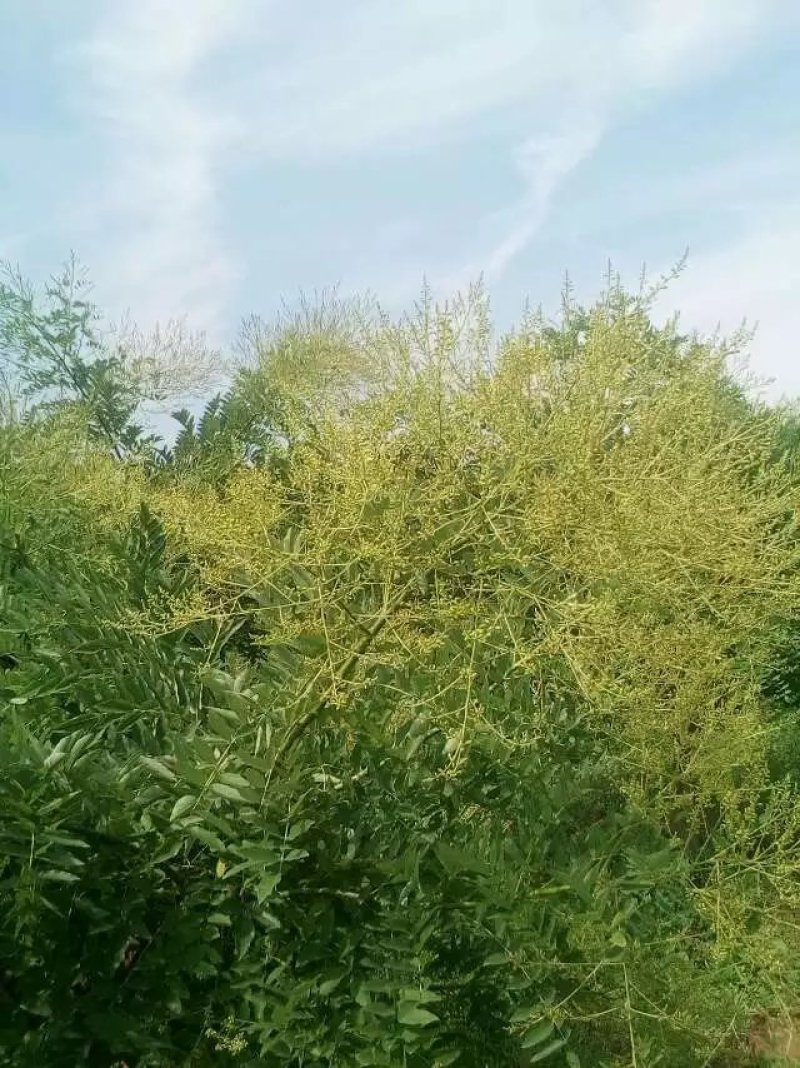 广西金槐苗，五月脆李苗，柑橘苗，奈李苗培育基地
