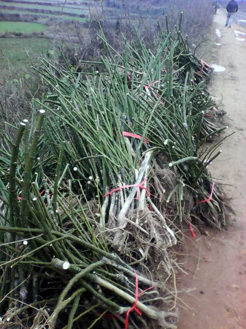 广西金槐苗，五月脆李苗，柑橘苗，奈李苗培育基地