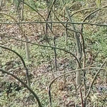 广西金槐苗，五月脆李苗，柑橘苗，奈李苗培育基地