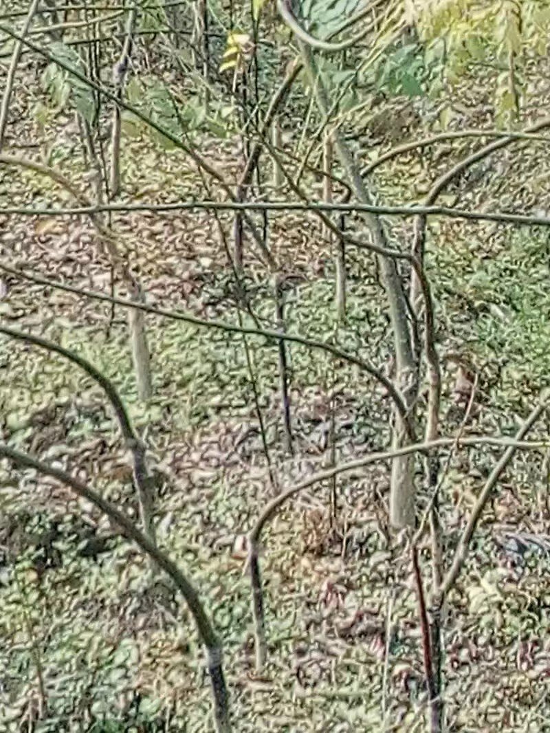 广西金槐苗，五月脆李苗，柑橘苗，奈李苗培育基地
