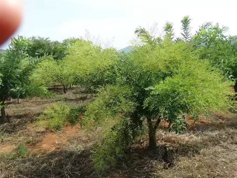 广西金槐苗，五月脆李苗，柑橘苗，奈李苗培育基地