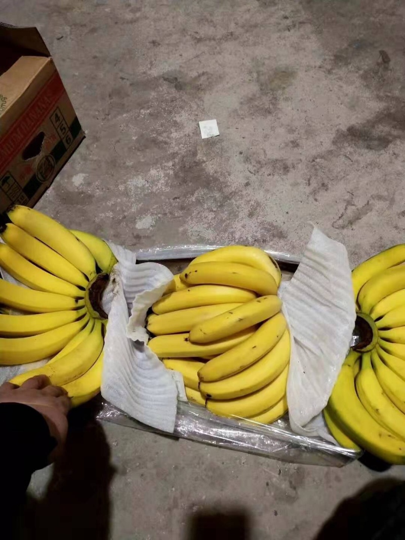 香蕉注重品质部量大电商价格从优可以私聊品质保证
