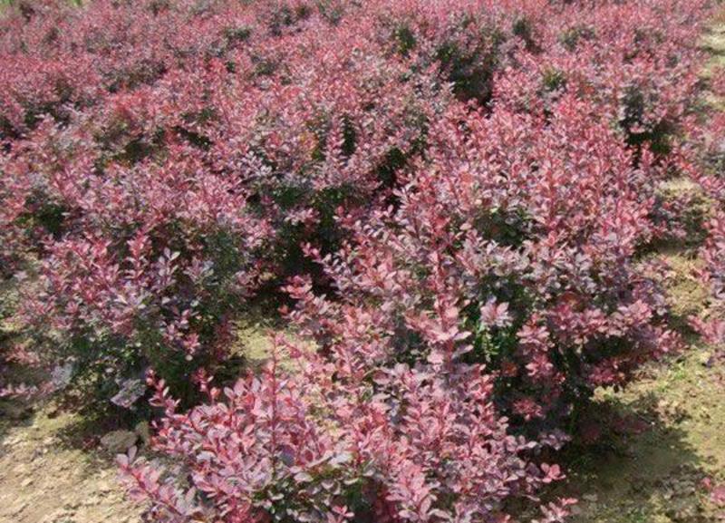 红叶小檗，色块常规用苗，适合道路绿篱带及景观带栽植