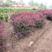 红叶小檗，色块常规用苗，适合道路绿篱带及景观带栽植
