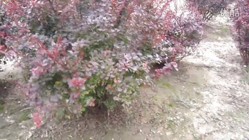红叶小檗，色块绿篱用苗，苗壮色艳，适合道路及小区推选