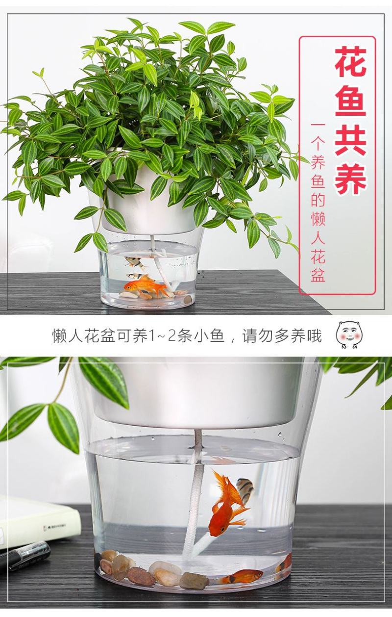 懒汉花盆种植神器，从此种植无忧，质量保证常年供货