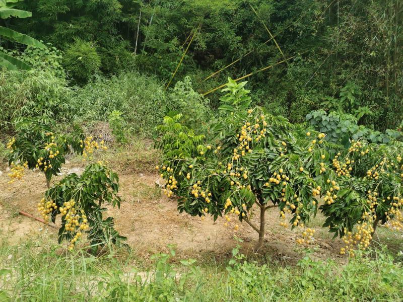 黄皮苗无核黄皮果树苗正宗原产地无核黄皮树苗